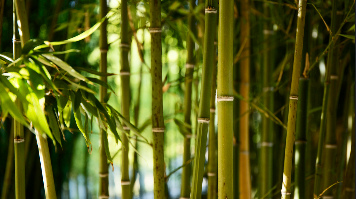 Close up of bamboo stalks in a forest