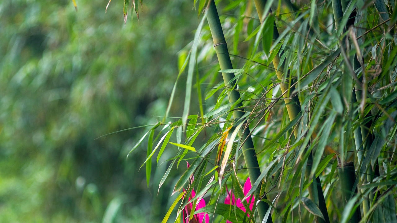 How Bamboo Supports Women Living with Chronic Illness