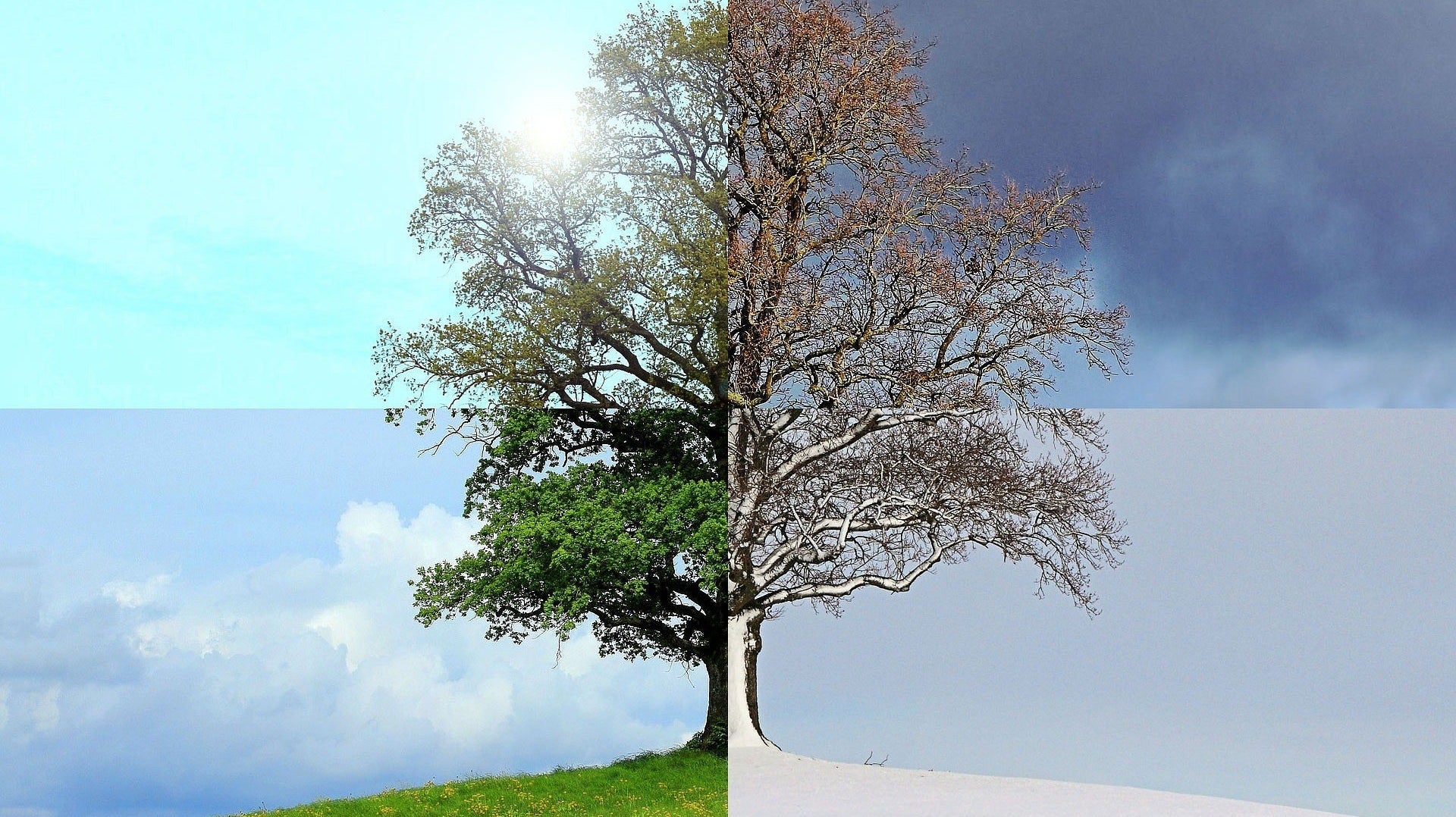 A tree in all four seasons for year round bamboo pajamas