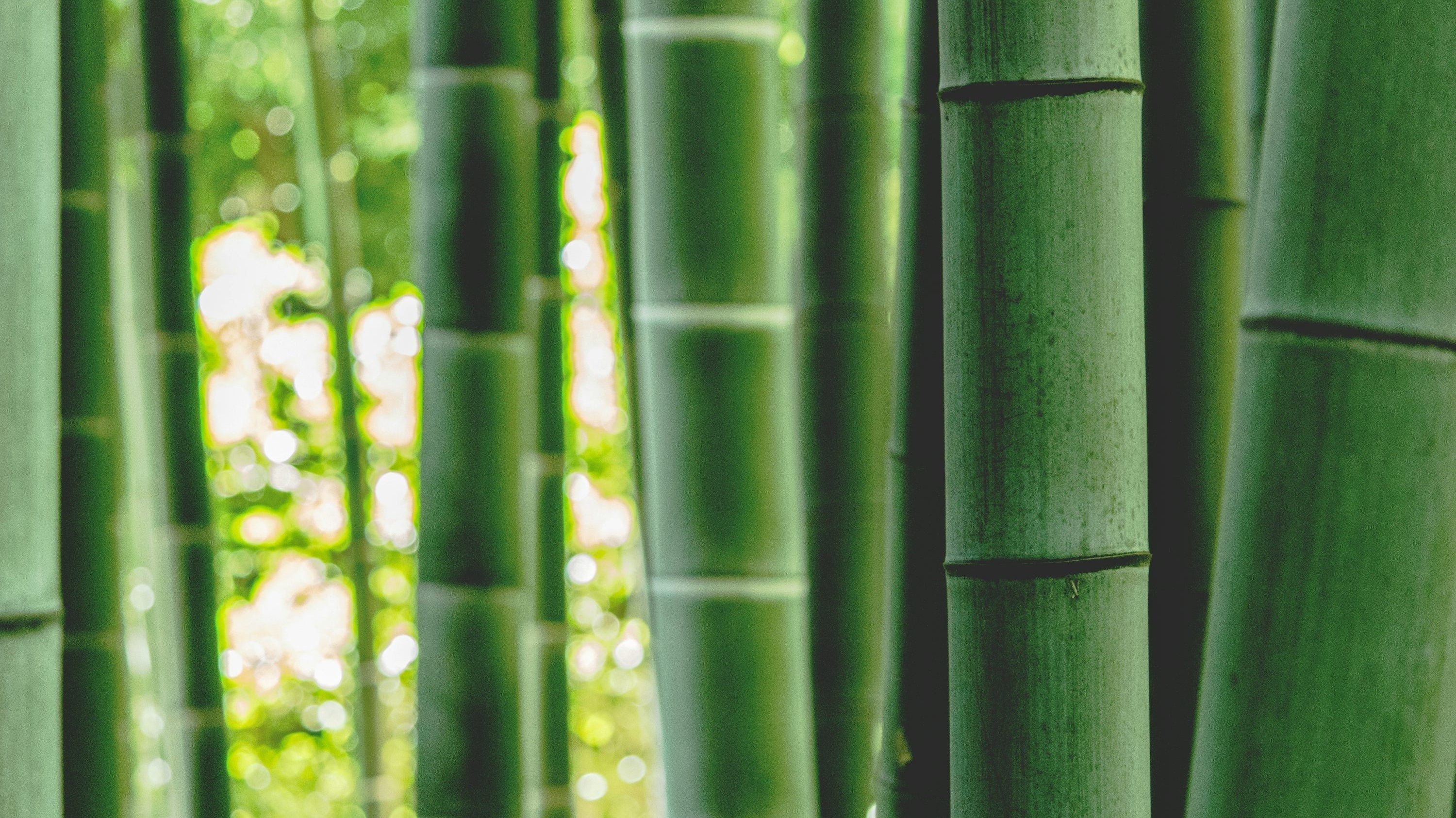 What You Should Know About Bamboo
