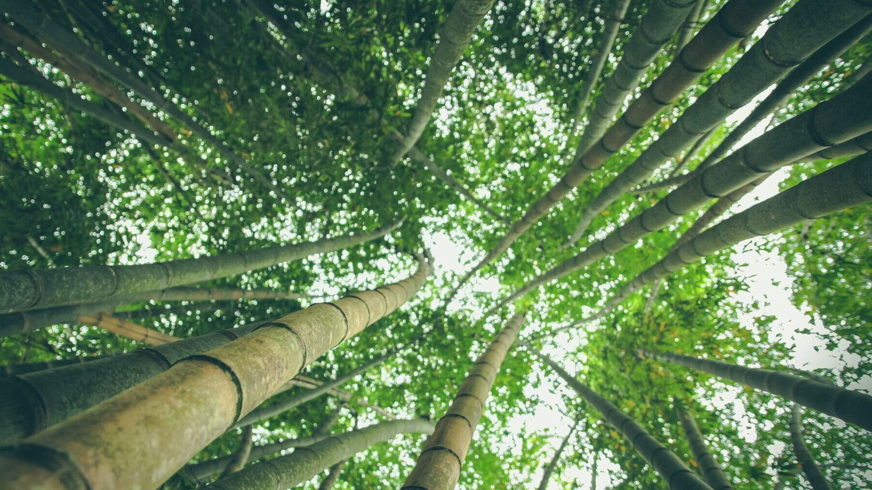 what is bamboo viscose