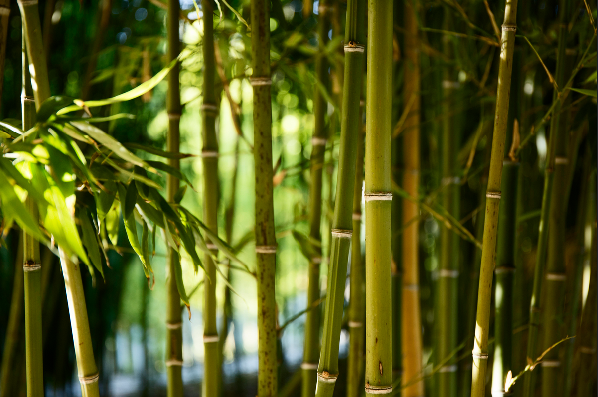 Close up of bamboo stalks in a forest