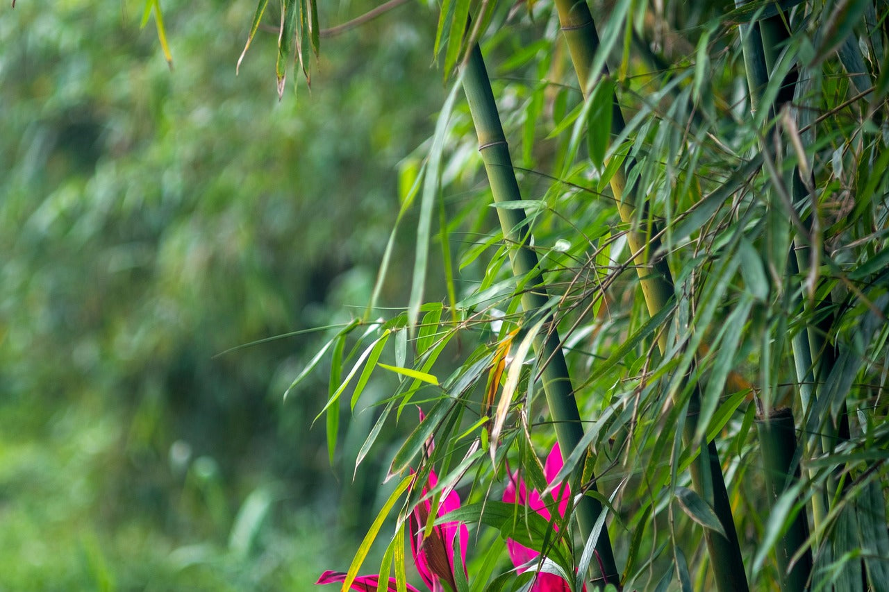 How Bamboo Supports Women Living with Chronic Illness