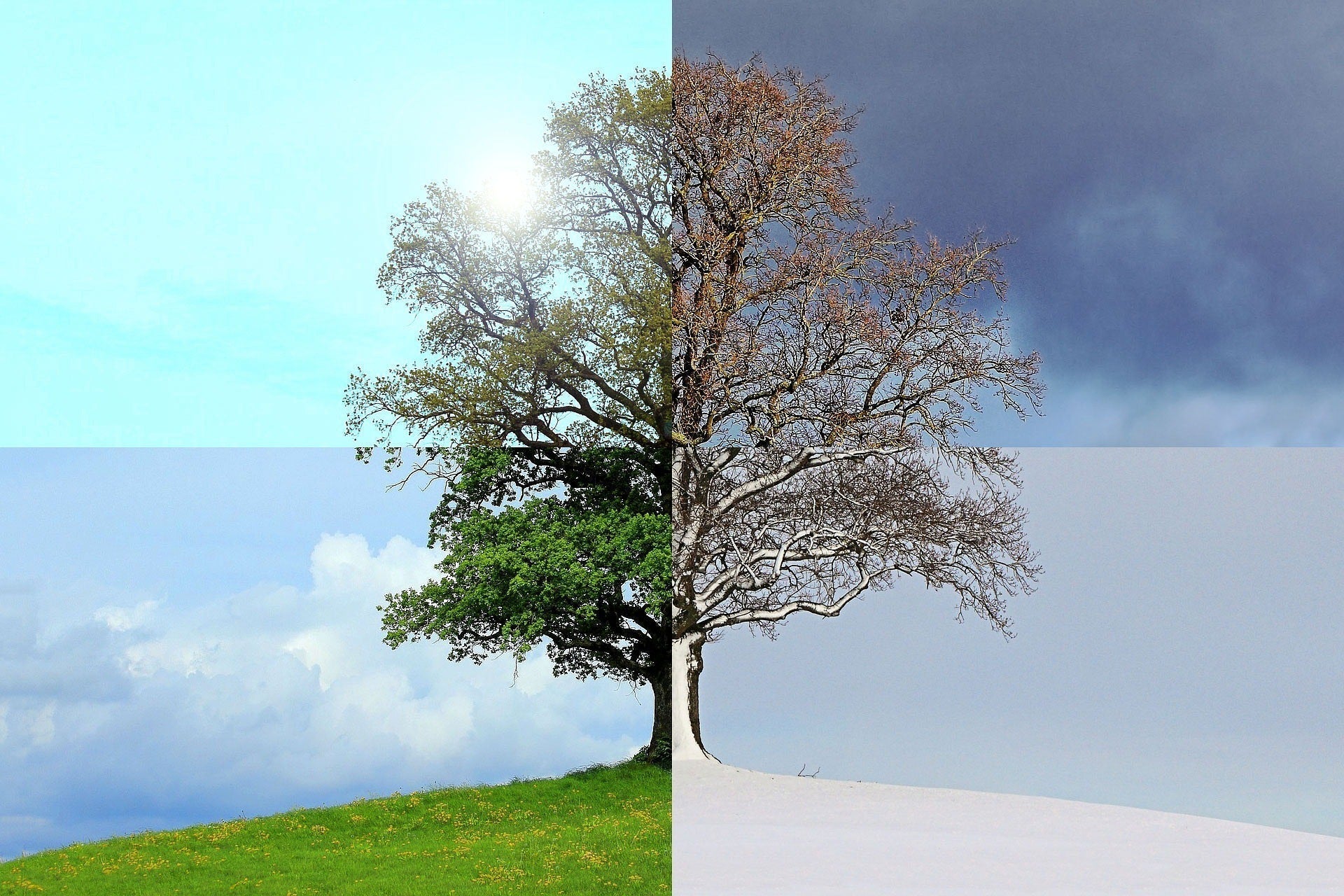 A tree in all four seasons for year round bamboo pajamas