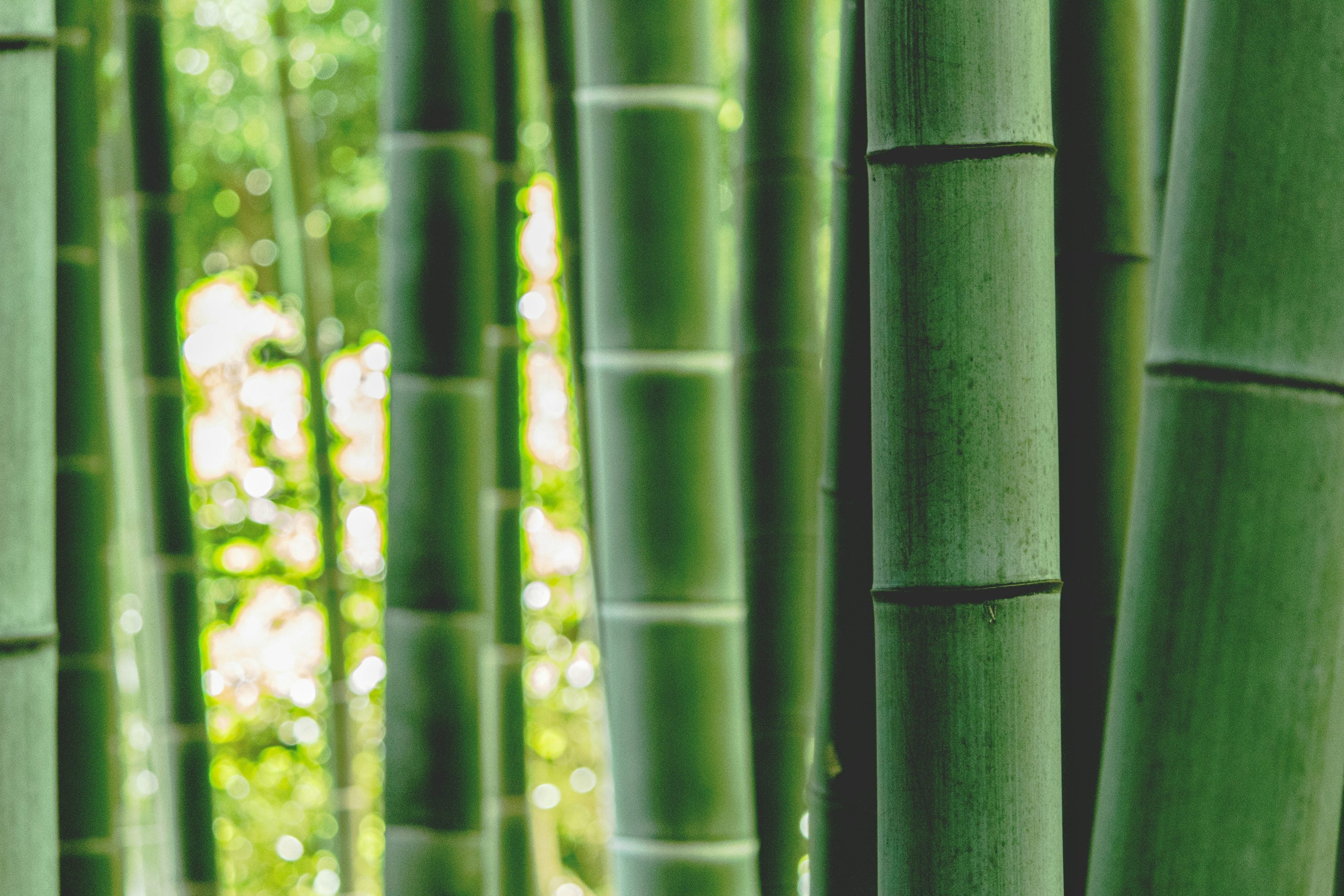 What You Should Know About Bamboo