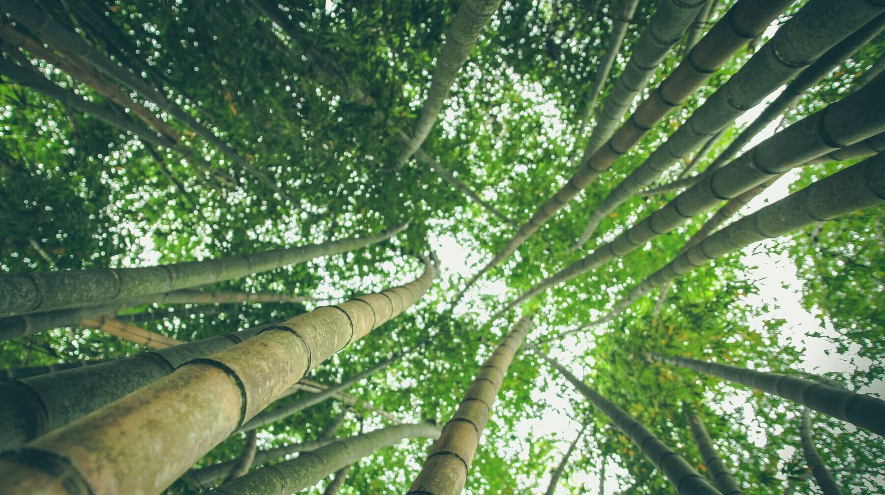 what is bamboo viscose